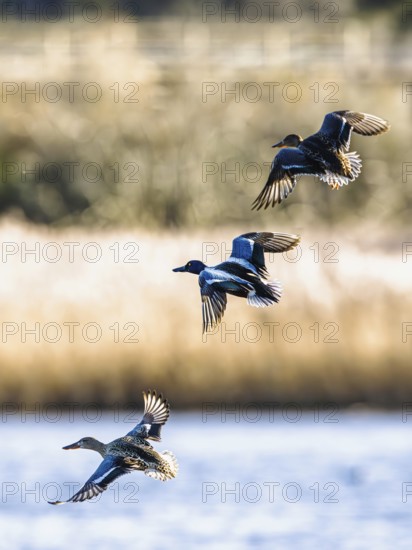 Northern Shoveler, Spatula clypeata, birds in flight over marshes