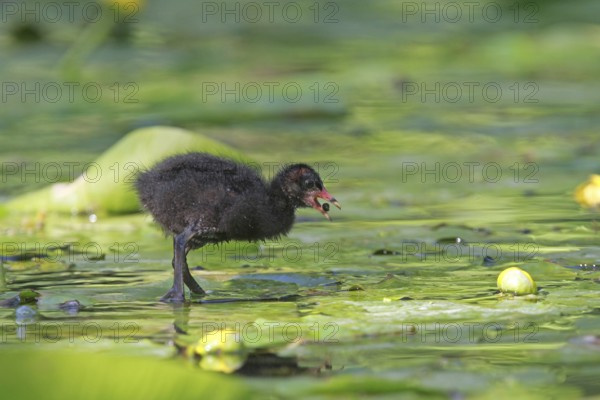 Common Moorhen (Gallinula chloropus) juvenile, Lower Saxony, Germany