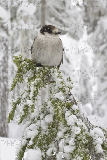 Grey Jay (Perisoreus canadensis), British Columbia, Canada