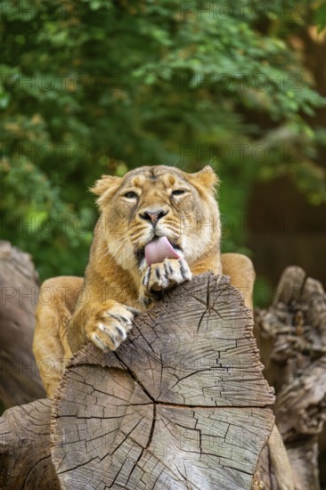 Asiatic lion (Panthera leo persica) female lying on a tree trunk, captive, Germany