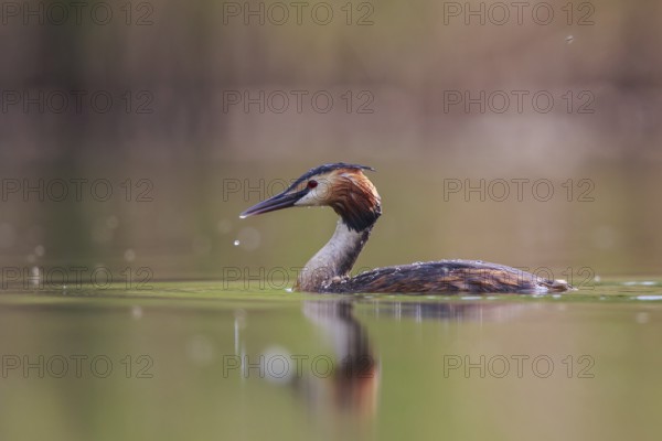 Great Crested Grebe (Podiceps cristatus), North Rhine-Westphalia, Germany