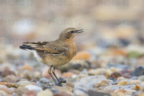 Northern Wheatear (Oenanthe oenanthe) singing, Schleswig-Holstein, Germany