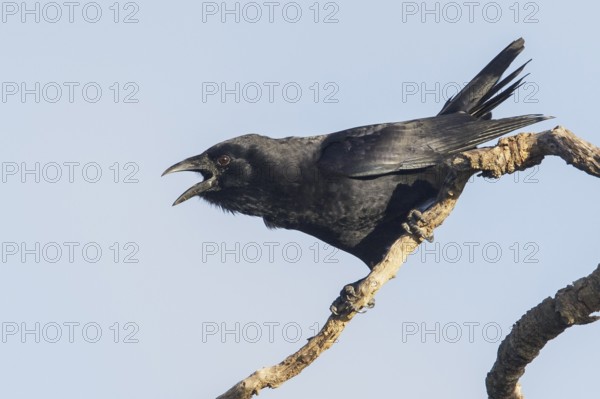Cuban Palm Crow (Corvus minutus) perched on a branch in Cuba