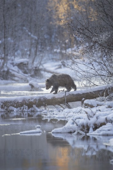 Grizzly Bear (Ursus arctos horribilis) crossing river in winter over snow covered log, British Columbia, Canada