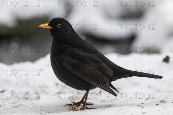 Blackbird (Turdus merula), Emsland, Lower Saxony, Germany