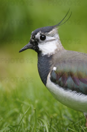 Kiebitz (Vanellus vanellus), Lapwing, Portrait, Mai, captive, Zoo, Nordrhein-Westfalen, Deutschland