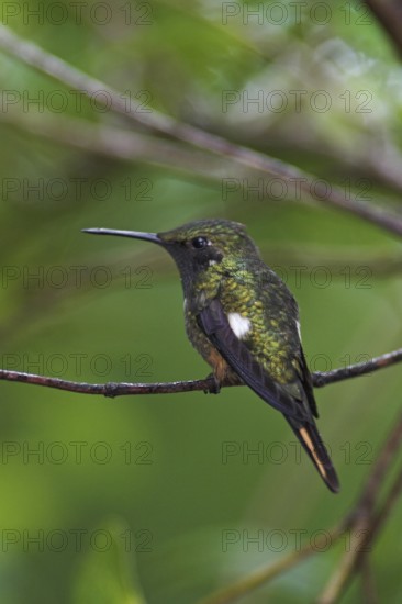 Magenta-throated Woodstar (Calliphlox bryantae), Costa Rica