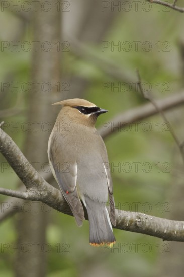 Cedar Waxwing (Bombycilla cedrorum), Ontario, Canada