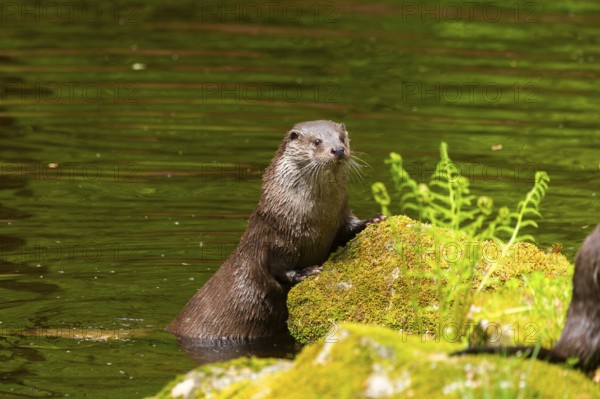 Eurasian otter (Lutra lutra) on the edge of a little lake in a forest, Bavaria, Germany