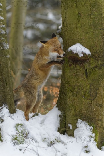 Red fox (Vulpes vulpes), stands on its hind legs against a snow-covered tree in a wintry forest, Czech Republic