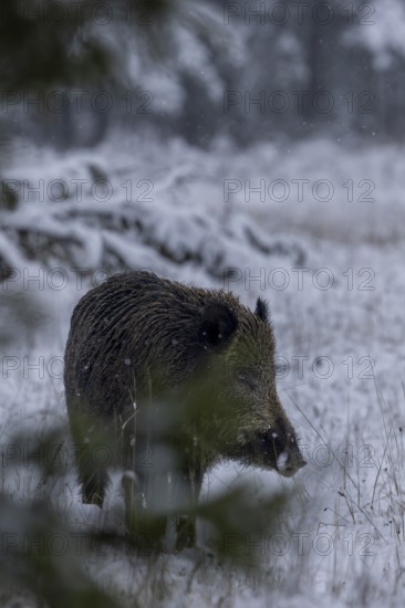 A wild boar (Sus scrofa) attentively observes the edge of the forest opposite, early winter, winter, snow, cold, intoxication season, mating season, November, Denmark