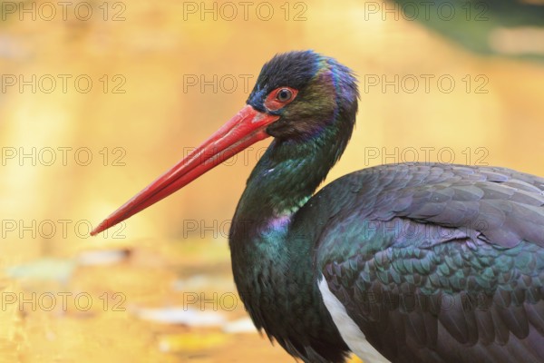 Black Stork (Ciconia nigra), Bavaria, Germany