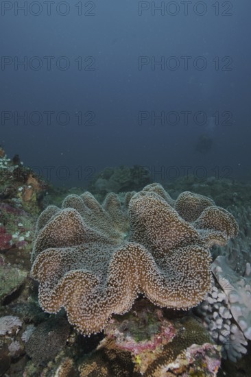 Mushroom leather coral (Sarcophyton glaucum)