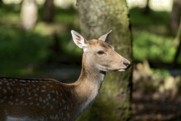 Damson (Dama dama), deer, doe observes the surroundings attentively with eyes and ears, animal portrait, sun-drenched forest in a quiet atmosphere, Poing Wildlife Park, Upper Bavaria, Bavaria, Germany