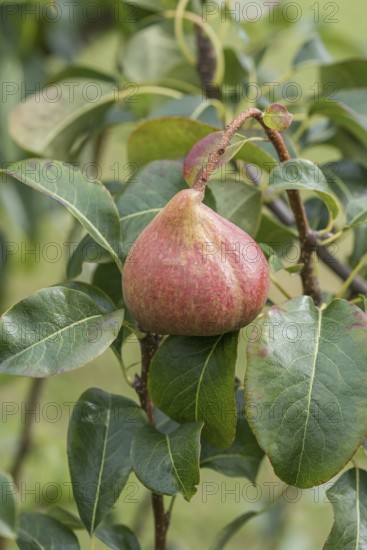 Pear (Pyrus communis 'Petersbirne'), Bundessortenamt Prüfstelle Wurz, Germany