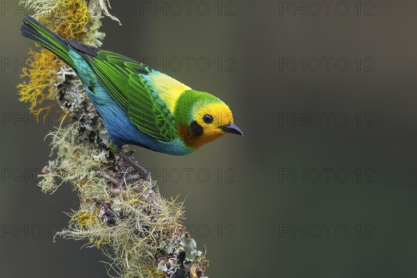 Multicolored Tanager (Chlorochrysa nitidissima) perched on a branch in Colombia, South America