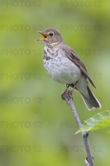 Swainson's Thrush (Catharus ustulatus) singing, Alaska, USA