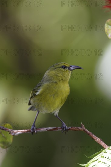 Kauai Amakihi (Chlorodrepanis stejnegeri) male, Hawaii, USA