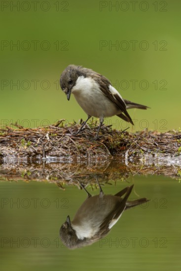 European Pied Flycatcher (Ficedula hypoleuca) male, Utrecht, Netherlands