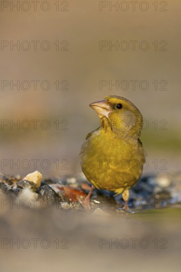 Greenfinch (Chloris chloris) Family of sparrows, male Lesbos, Greece