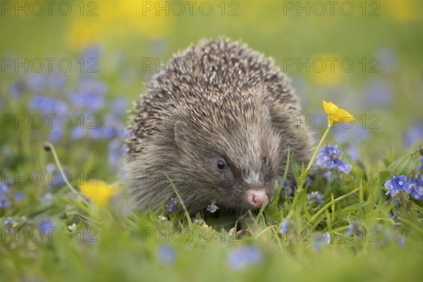 European hedgehog (Erinaceus europaeus) adult animal in a countryside meadow with Meadow buttercup (Ranunculus acris) and Speedwell (Veronica spp) flowers in the spring, England, United Kingdom