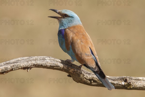 European Roller (Coracias garrulus), perched on a branch calling, Castile-La Mancha