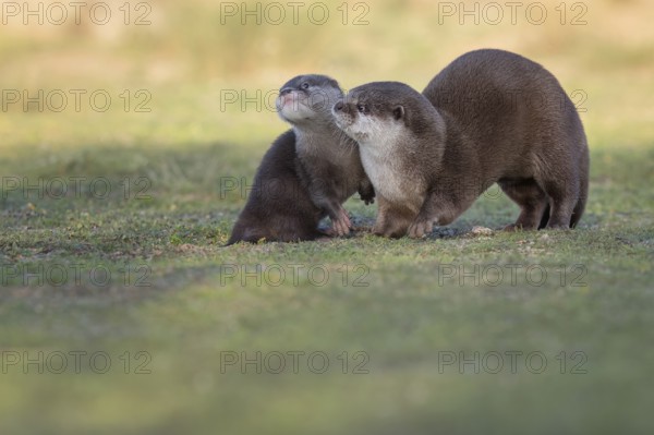 Eurasian Otter (Lutra lutra) adult with young, Castile-La Mancha, Spain