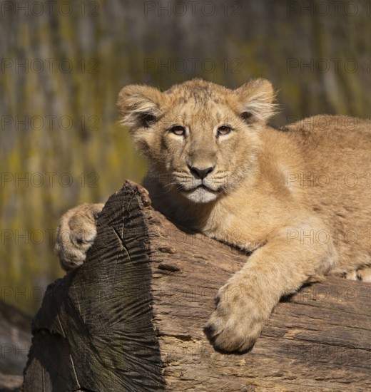 Asiatic Lion (Panthera leo persica), young lying on a tree trunk and looking attentively, occurring in India, captive