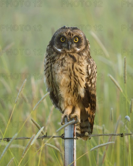 Short-eared Owl standing on fence post