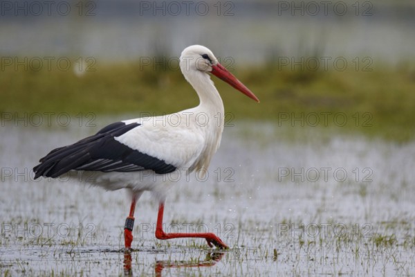 White Stork (Ciconia ciconia) foraging, North Rhine-Westphalia, Germany