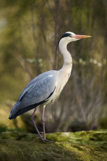 Grey heron (Ardea cinerea) standing on a rock, Bavaria, Germany