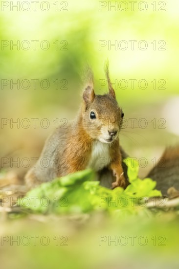 Red squirrel (Sciurus vulgaris) in a forest, Bavaria, Gernany