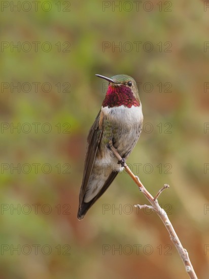 Broad-tailed Hummingbird (Selasphorus platycercus), Arizona, USA
