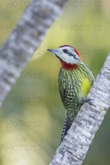 Cuban Green Woodpecker (Xiphidiopicus percussus) perched on a branch in Cuba