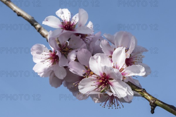 Almond blossom (Prunus dulcis), Rhineland-Palatinate, Germany