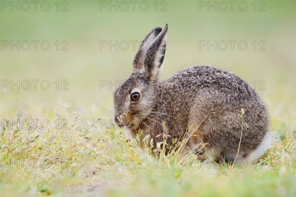 European hare (Lepus europaeus), young animal sitting in a meadow and eating grasses, North Rhine-Westphalia, Germany