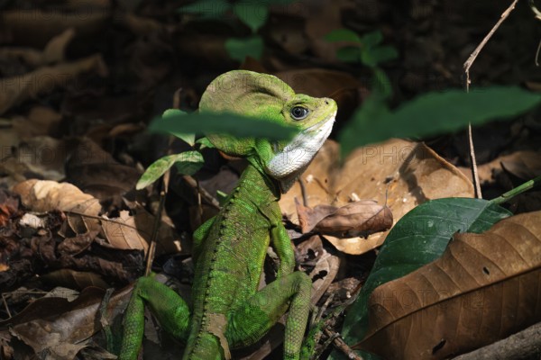 A vivid green iguana, prominently perched among forest litter, its intense colors contrasting with the brown leaves around it