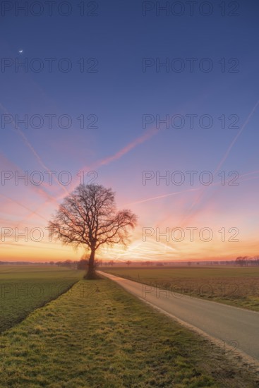View along a road to a solitary tree in an agricultural environment with blue sky streaked with vapour trails at sunset, Schneeren, Neustadt am Rübenberge, Hanover Region, Lower Saxony, Germany