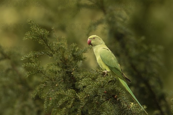 Rose-ringed Parakeet (Psittacula krameri) female perched in European yew (Taxus baccata) tree, Hesse, Germany