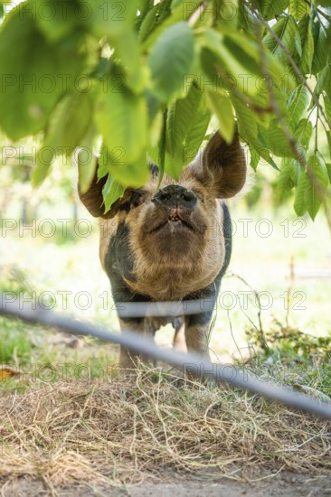 Domestic pig in the green, Amsterdam, Netherlands