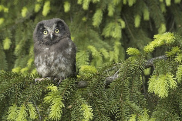 Boreal Owl (Aegolius funereus) juvenile, Saxony, Germany
