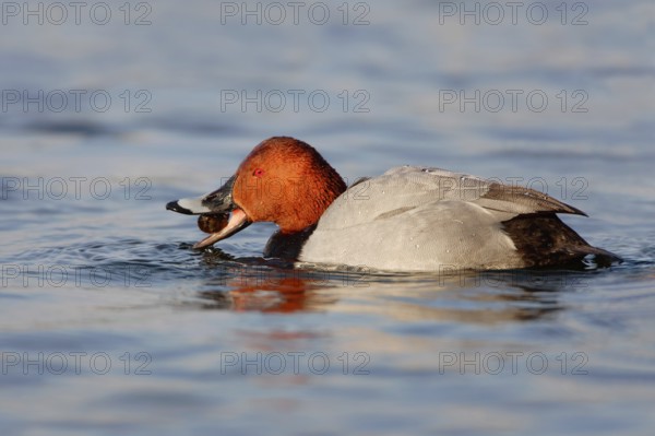 Common Pochard (Aythya ferina) male, Brandenburg, Germany