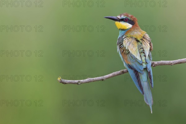 Bee-eater, (Merops apiaster), Animals, Birds, Raptor family, Perching station, Muselievo, Muselievo, Pleven, Bulgaria