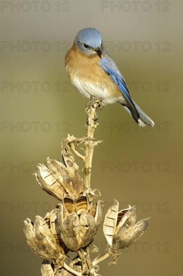 Eastern Bluebird (Sialia sialis), Texas, USA