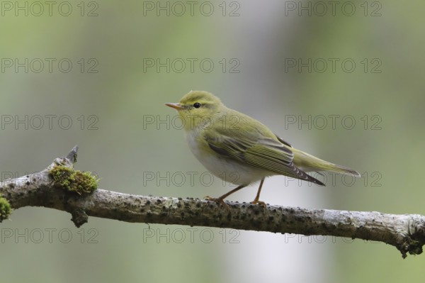 Wood Warbler (Phylloscopus sibilatrix) perched on a branch, Wales, United Kingdom