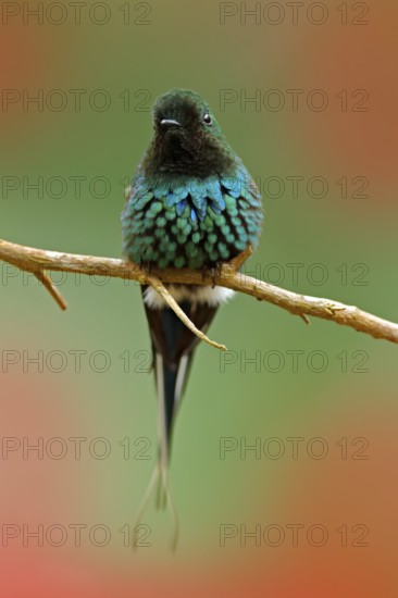 Green Thorntail, Discosura conversii, La Paz Waterfall Garden, Costa Rica. Hummingbird with clear green background. Wildlife scene from nature. Bird sitting on the branch. Red flower background