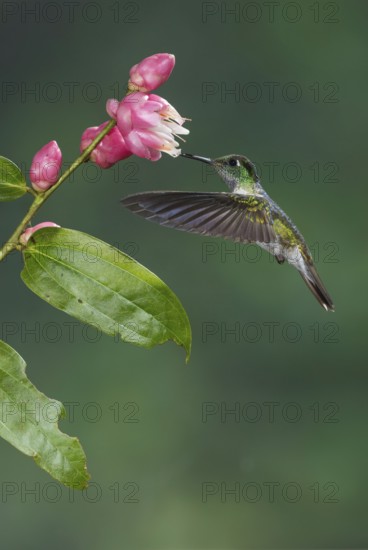 White-bellied Mountain Gem (Lampornis hemileucus), Costa Rica