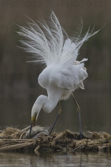 Great Egret (Ardea alba) with fish prey in beak, Subotica, Serbia
