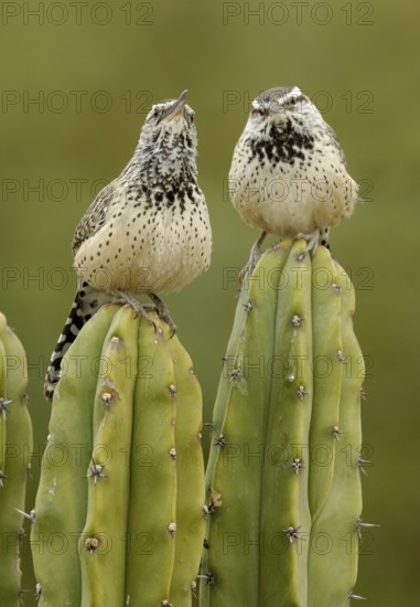 Cactus Wren (Campylorhynchus brunneicapillus), California, USA