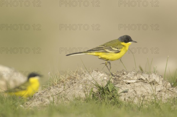 Western Yellow Wagtail (Motacilla flava thunbergi), Turkey